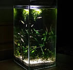 balcony endlers