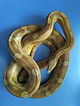  Caramel Motley het Amel