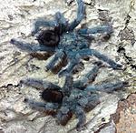 Avicularia geroldi (Tesmoingt, 1999) ♂