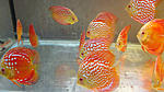 IMG 5254