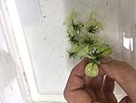 Anubias 'Snow White'