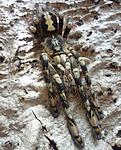 Poecilotheria subfusca (Pocock, 1895) ♀