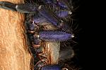 Ornithoctoninae sp. "Phan Cay"