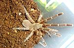 Phlogiellus obscurus (ex Selenocosmia obscurra) ♀