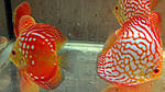 IMG 5245