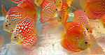 IMG 5246