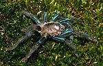 Chilobrachys jonitriantisvansicklei (Nanayakkara, Sumanapala & Kirk, 2019) ♀