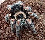Brachypelma hamorii (ex Brachypelma smithi) (15 L) ♀