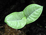 IMG 9461
