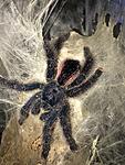 Avicularia sp. Peru purple (adult) ♀