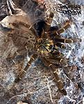 Pterinochilus murinus BCF