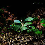 Bucephalandra sp. Amanda Red
