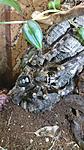 Poecilotheria bara (12 L) ♀