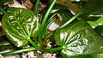 Echinodorus sp. Saturn Iguacu 2009 'Argentina'