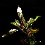 Bucephalandra sp. Motleyana Rot Braun narrow.