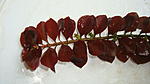  '' (Ludwigia sp. Rose)
