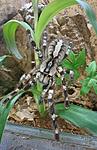 Poecilotheria regalis (14 L) ♀