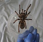 Cyriopagopus albostriatum 'ratchaburi' (ex Haplopelma albostriatum 'ratchaburi') (12 L) ♀