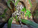 Poecilotheria regalis (14 L) ♀