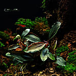 Bucephalandra sp. Vulcan