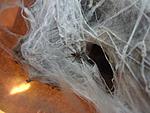 Ceratogyrus darlingi  L1
