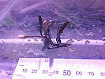 Bucephalandra sp. Mini Black Carpet