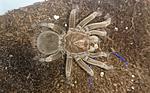 Pamphobeteus nigricolor (7 L) ♂