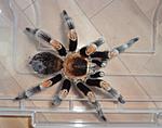 Brachypelma hamorii (ex Brachypelma smithi) (F.O.P.-Cambridge, 1897) ♂