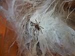 Ceratogyrus darlingi  L1