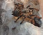 Ceratogyrus darlingi    