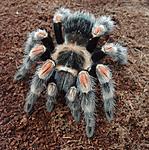 Brachypelma hamorii (ex Brachypelma smithi) (15 L) ♀