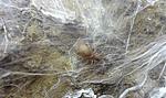 Ceratogyrus darlingi   2 