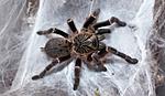 Pterinochilus murinus DCF 'Kigoma'