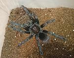 Pamphobeteus nigricolor (8 L) ♂