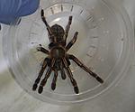 Cyriopagopus albostriatum 'ratchaburi' (ex Haplopelma albostriatum 'ratchaburi') (12 L) ♀