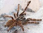 Pterinochilus murinus TCF
