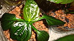 Echinodorus sp. Saturn Iguacu 2009 'Argentina' (2)