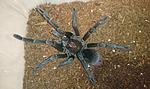 Pamphobeteus nigricolor (8 L) ♂