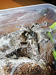 Ceratogyrus Marshalli (adult)