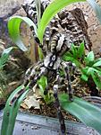 Poecilotheria regalis (14 L) ♀