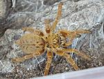 Pterinochilus murinus UMV
