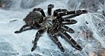 Pterinochilus murinus DCF
