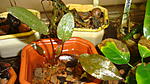 Cryptocoryne cordata var. siamensis 'Blassii 
 
  (Cryptocoryne petchii) 
 
 
 
  (Cryptocoryne petchii)