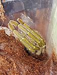 Cyriopagopus Schioedtei (adult)