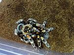 Brachypelma hamorii (ex Brachypelma smithi) 