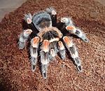 Brachypelma hamorii (ex Brachypelma smithi) (15 L) ♀