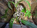 Poecilotheria regalis (14 L) ♀