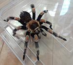 Brachypelma hamorii (ex Brachypelma smithi) (F.O.P.-Cambridge, 1897) ♂