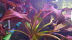 Echinodorus rubin narrow leaves (  )