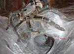 Ceratogyrus darlingi    